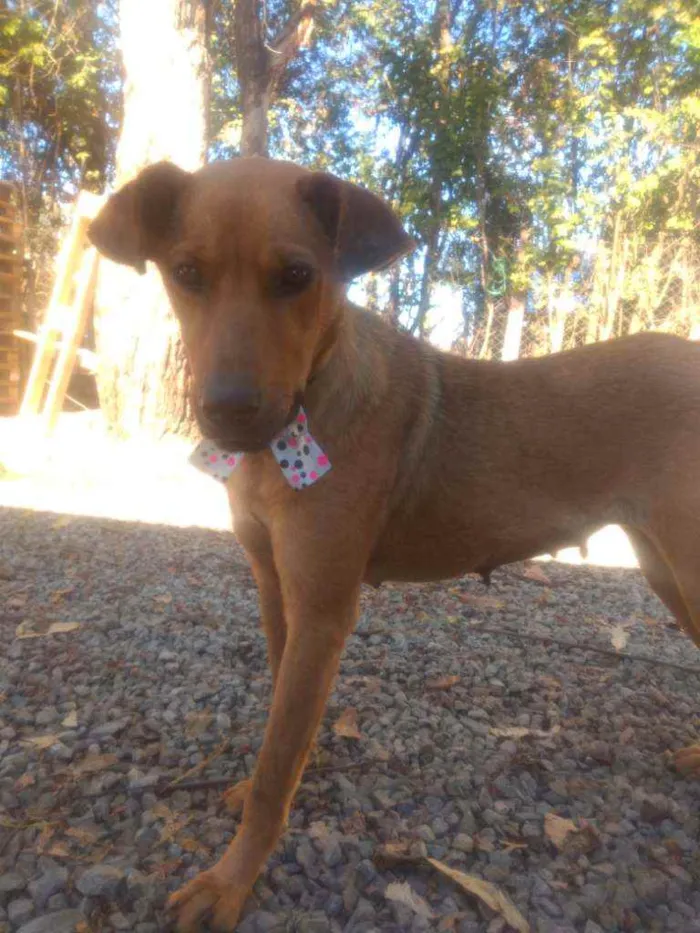 Cachorro raça Mistura  idade 3 anos nome Lolla