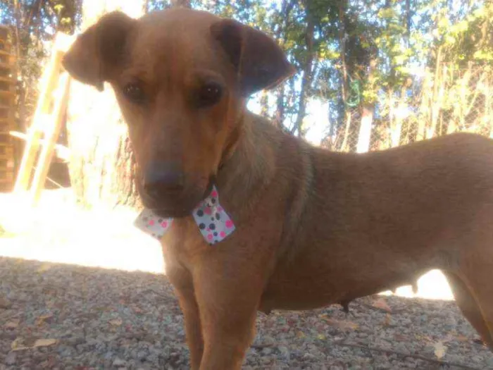 Cachorro raça Mistura  idade 3 anos nome Lolla