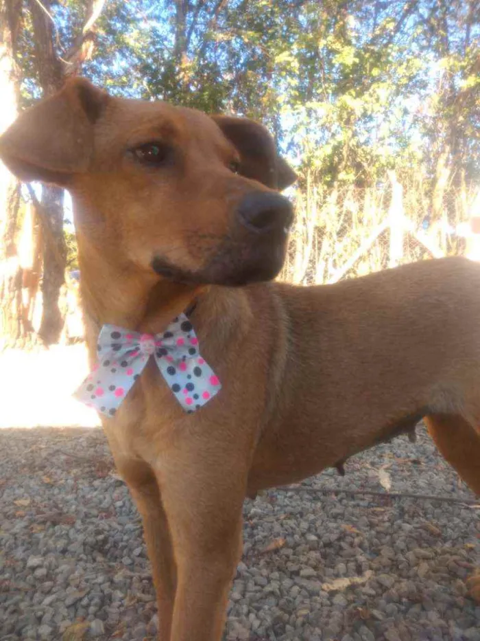 Cachorro raça Mistura  idade 3 anos nome Lolla