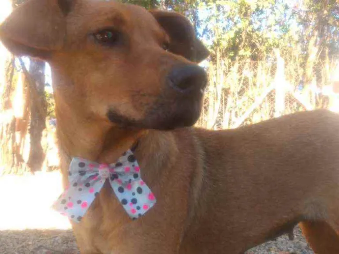Cachorro raça Mistura  idade 3 anos nome Lolla