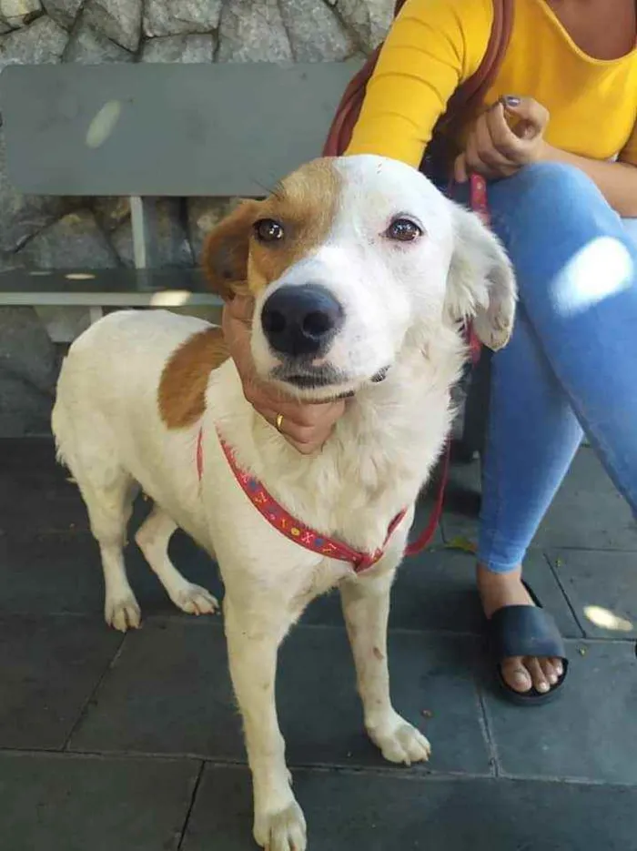 Cachorro raça Mistura  idade 3 anos nome Floor