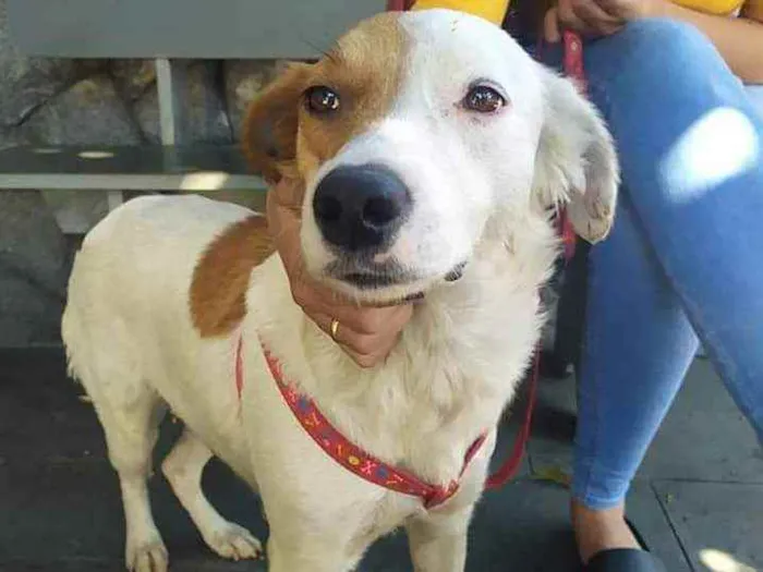 Cachorro raça Mistura  idade 3 anos nome Floor