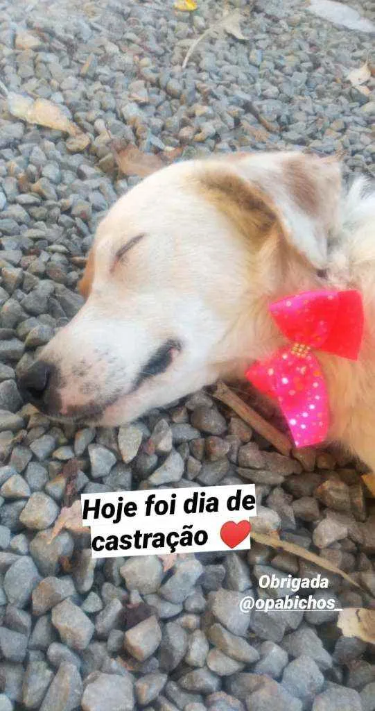 Cachorro raça Mistura  idade 3 anos nome Floor