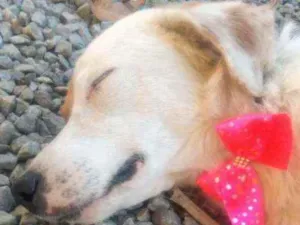 Cachorro raça Mistura  idade 3 anos nome Floor