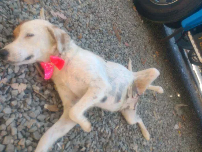 Cachorro raça Mistura  idade 3 anos nome Floor