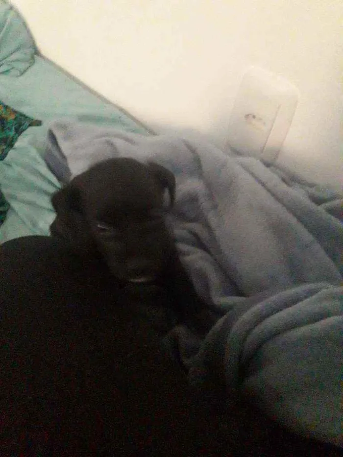 Cachorro ra a Vira-lata idade 2 a 6 meses nome Plutão