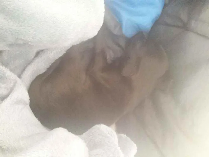 Cachorro ra a Vira-lata idade 2 a 6 meses nome Plutão