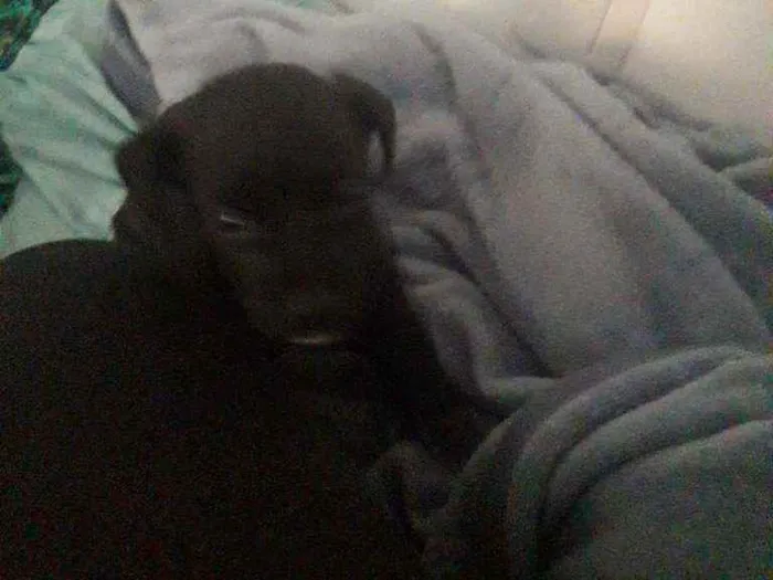 Cachorro ra a Vira-lata idade 2 a 6 meses nome Plutão
