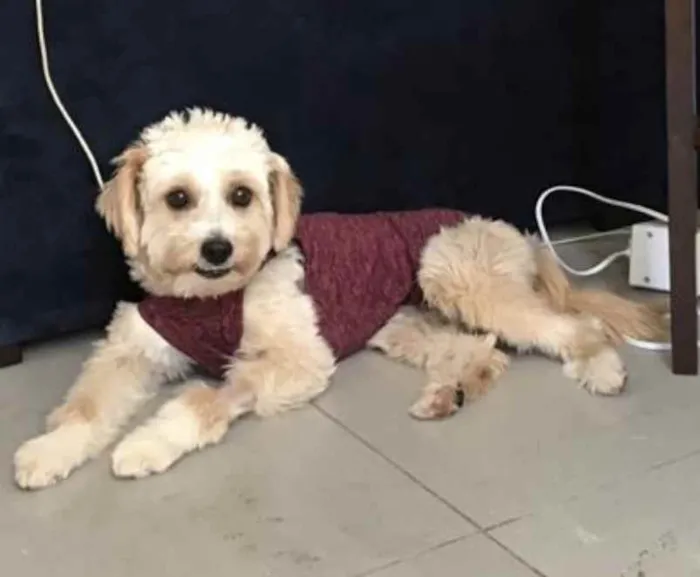 Cachorro ra a Mestiça  idade 7 a 11 meses nome Branquinha
