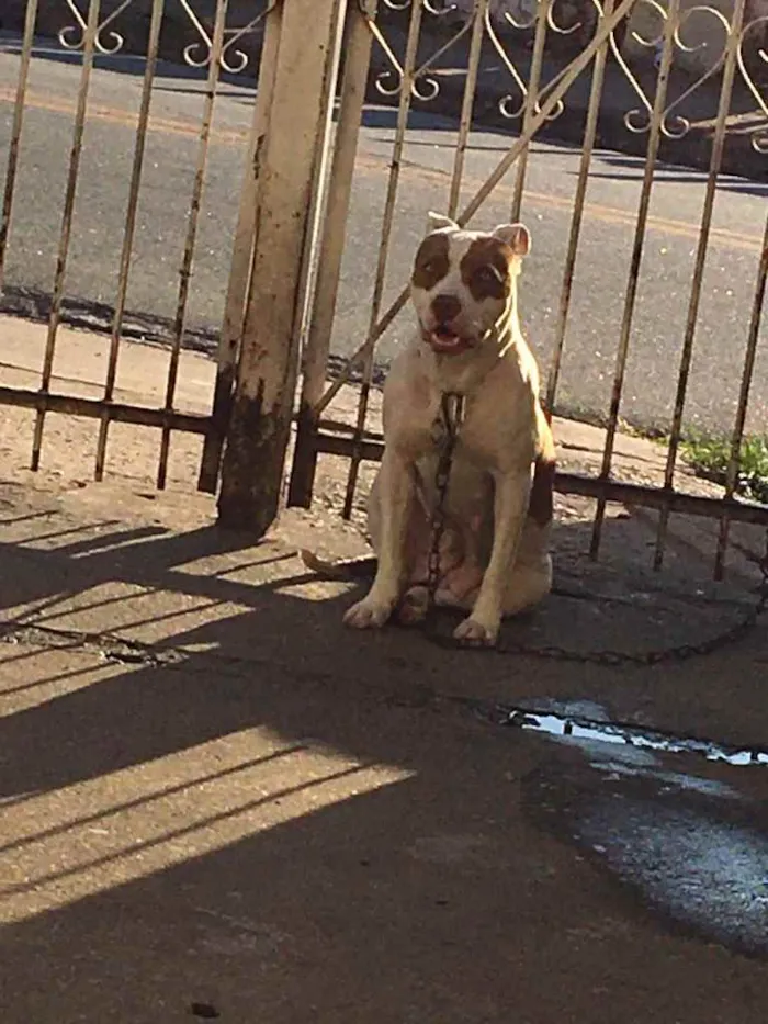 Cachorro ra a Pitbull  idade 5 anos nome Huck e Pandora