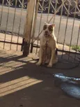 Huck e Pandora