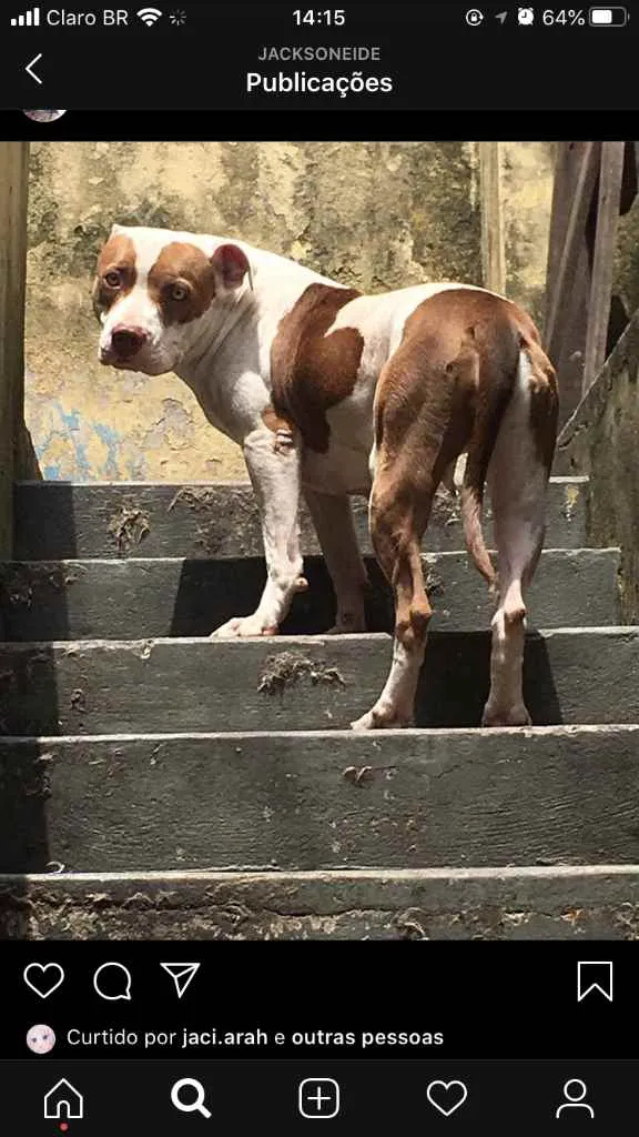 Cachorro ra a Pitbull  idade 5 anos nome Huck e Pandora