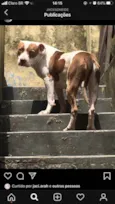 Huck e Pandora