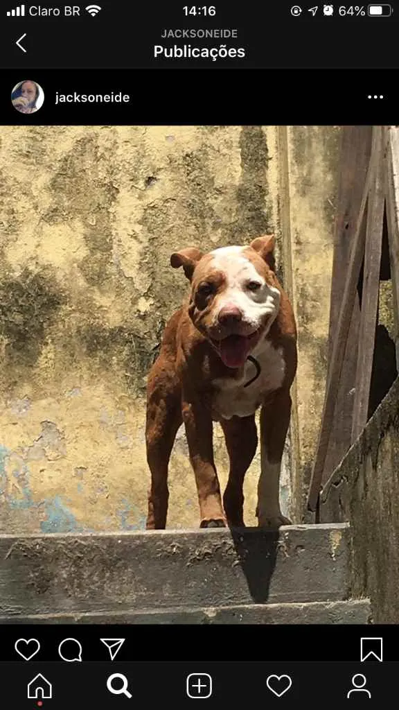 Cachorro ra a Pitbull  idade 5 anos nome Huck e Pandora