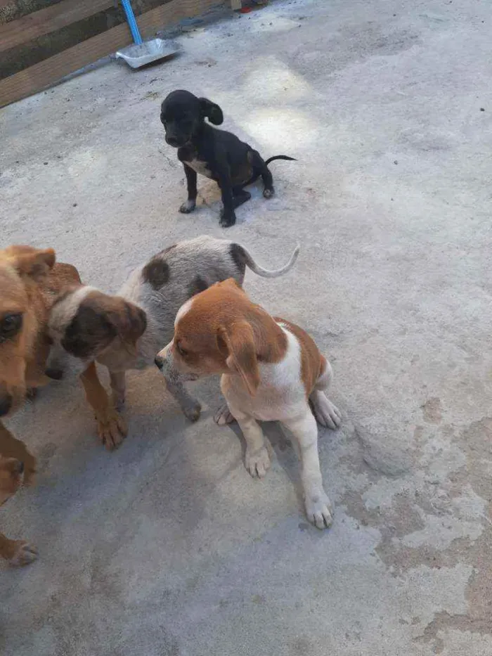 Cachorro ra a Vira lata idade 2 a 6 meses nome Florzinha, mel, deng
