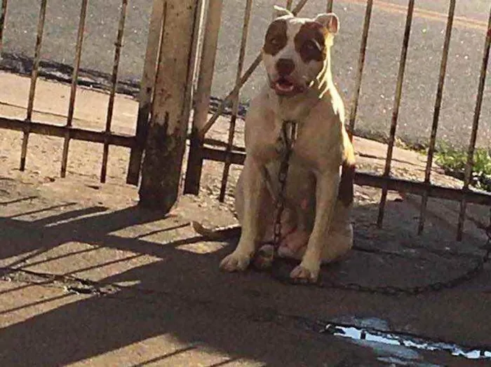 Cachorro ra a Pitbull  idade 5 anos nome Huck e Pandora