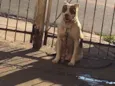 Huck e Pandora