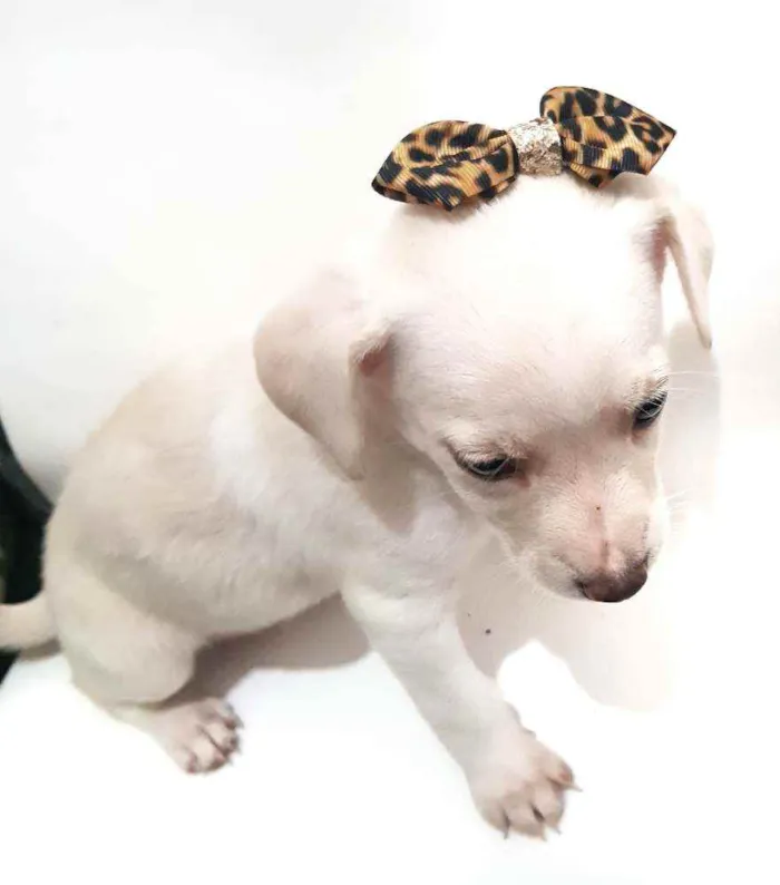 Cachorro raça Mestiça  idade Abaixo de 2 meses nome Não tem