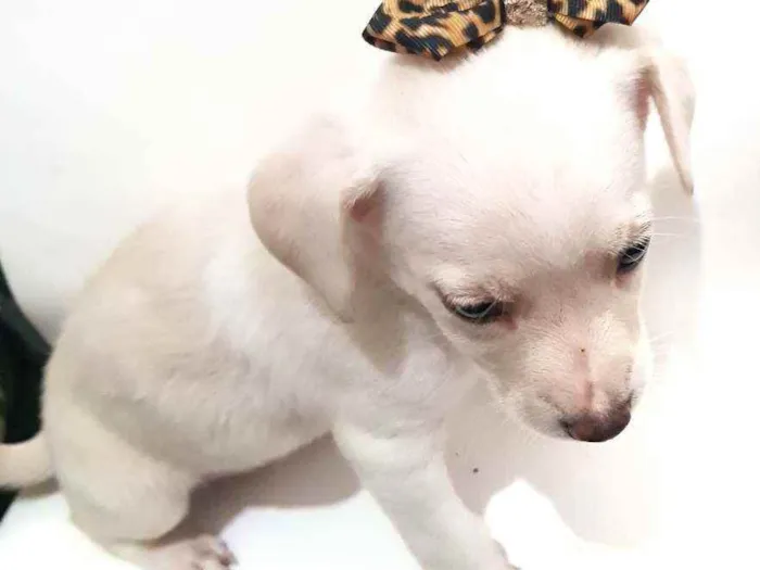 Cachorro raça Mestiça  idade Abaixo de 2 meses nome Não tem