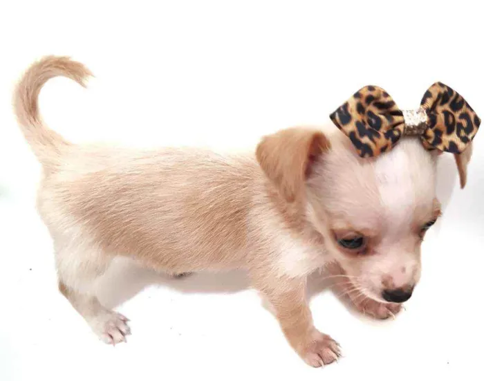 Cachorro raça Mestiça  idade Abaixo de 2 meses nome Não tem