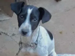 Cachorro raça SRD idade 2 a 6 meses nome Ralf 