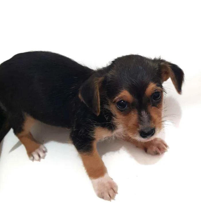 Cachorro raça Mestiça  idade Abaixo de 2 meses nome Não tem 