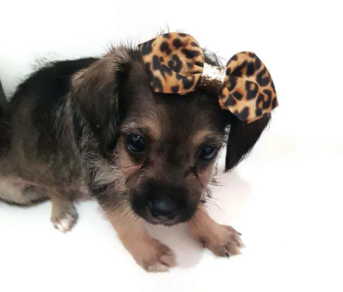 Cachorro raça Mestiça  idade Abaixo de 2 meses nome Não tem 