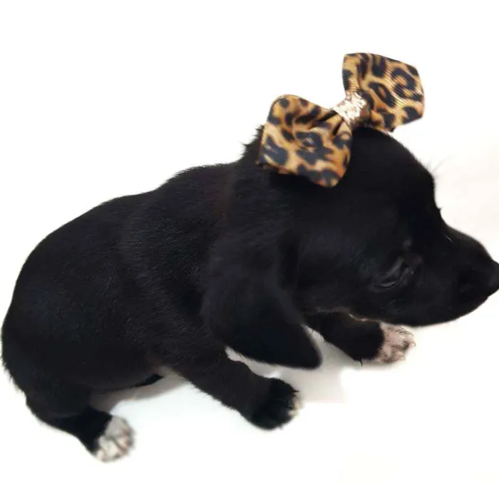 Cachorro raça Mestiça  idade Abaixo de 2 meses nome Não tem 