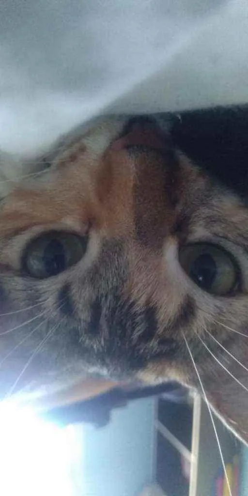 Gato ra a  idade 2 anos nome Julio e Cleo