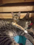 Julio e Cleo