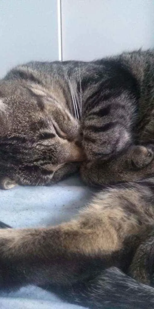Gato ra a  idade 2 anos nome Julio e Cleo