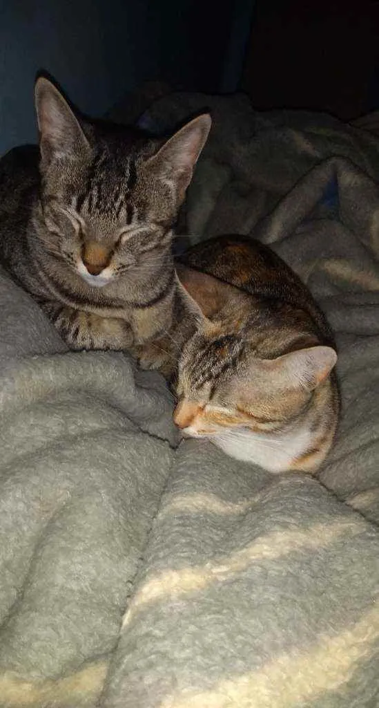 Gato ra a  idade 2 anos nome Julio e Cleo