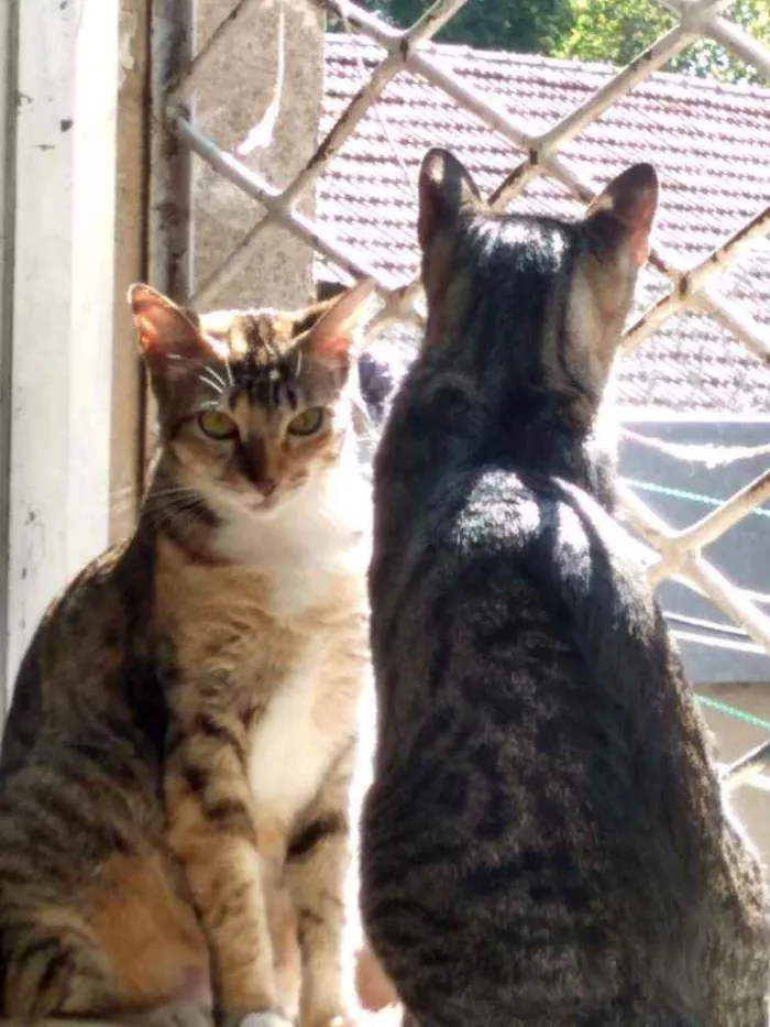 Gato ra a  idade 2 anos nome Julio e Cleo