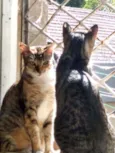 Julio e Cleo