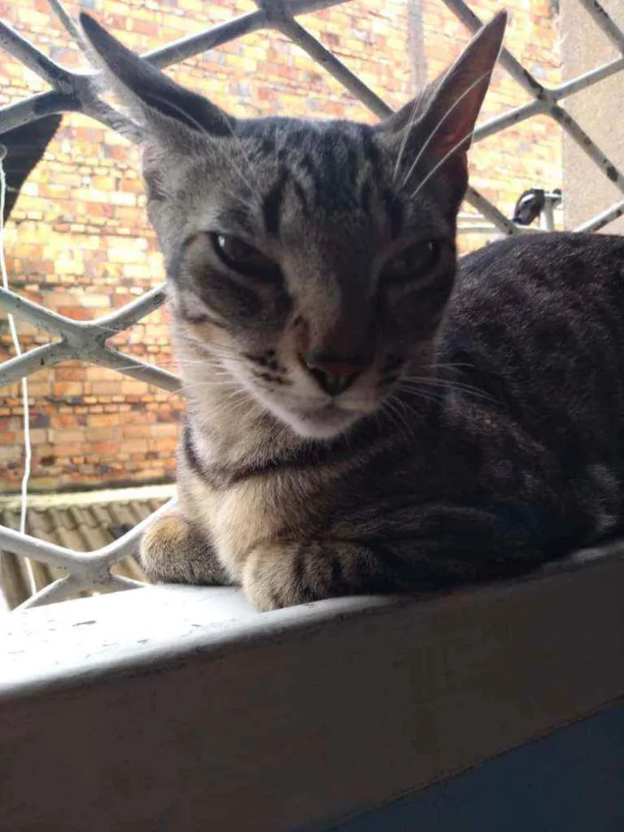 Gato ra a  idade 2 anos nome Julio e Cleo