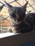 Julio e Cleo
