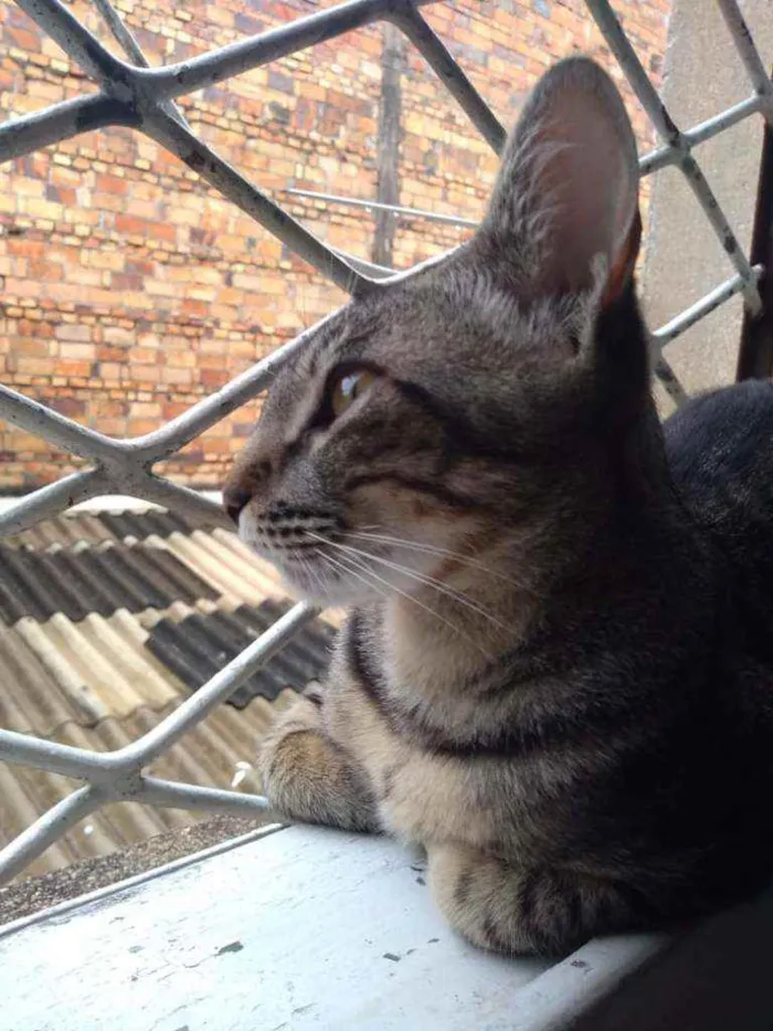 Gato ra a  idade 2 anos nome Julio e Cleo