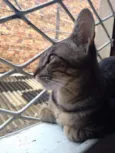 Julio e Cleo