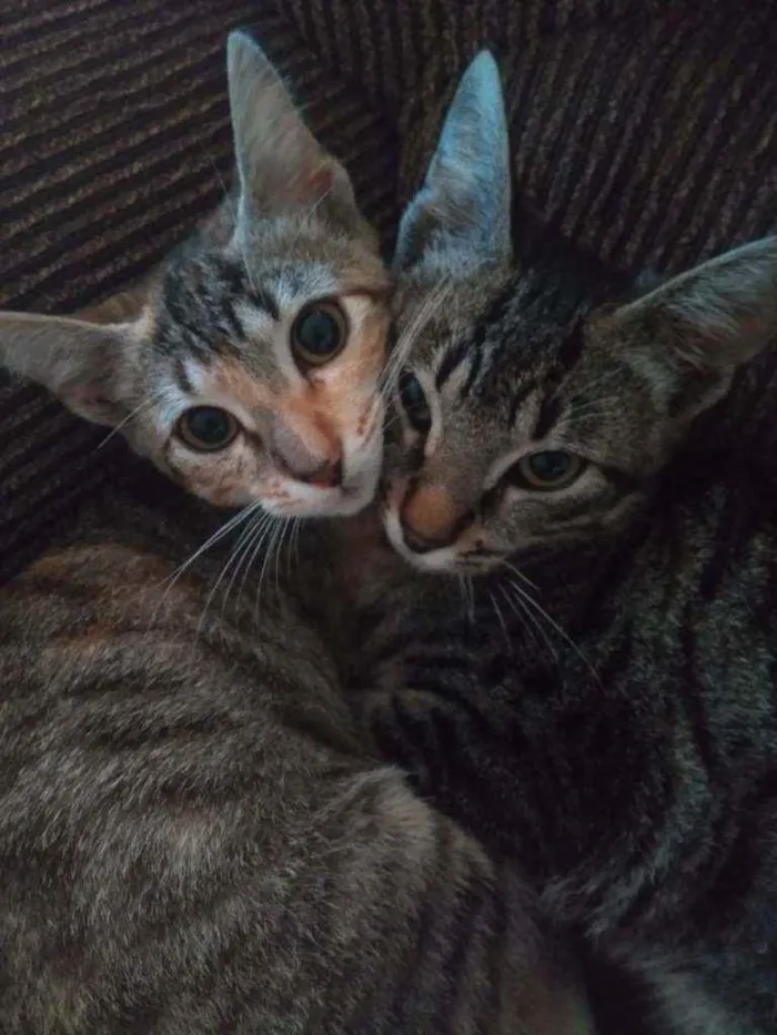 Gato ra a  idade 2 anos nome Julio e Cleo