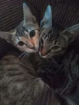 Julio e Cleo