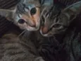 Julio e Cleo