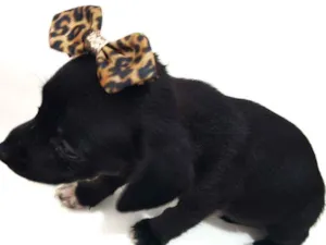 Cachorro raça Mestiça  idade Abaixo de 2 meses nome Não tem 