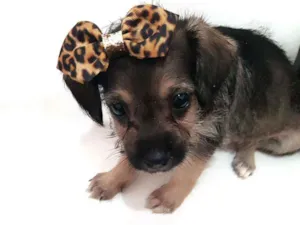 Cachorro raça Mestiça  idade Abaixo de 2 meses nome Não tem 