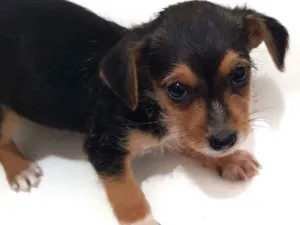 Cachorro raça Mestiça  idade Abaixo de 2 meses nome Não tem 