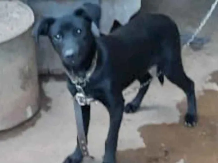Cachorro ra a SRD idade 2 a 6 meses nome Zulu