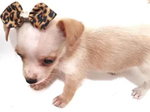 Cachorro raça Mestiça  idade Abaixo de 2 meses nome Não tem