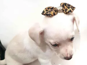 Cachorro raça Mestiça  idade Abaixo de 2 meses nome Não tem