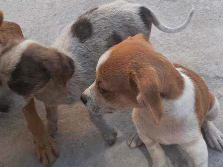 Cachorro ra a Vira lata idade 2 a 6 meses nome Florzinha, mel, deng