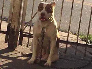 Cachorro raça Pitbull  idade 5 anos nome Huck e Pandora