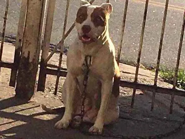 Cachorro ra a Pitbull  idade 5 anos nome Huck e Pandora
